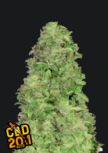 CBD Auto 20 1-Cannabissamen Fast Buds.png